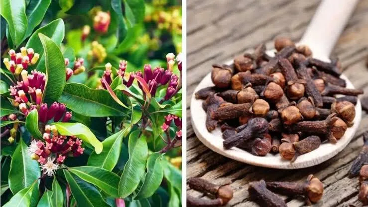 Evde karanfil yetiştirmenin benzersiz yolu ipuçları ve püf noktaları